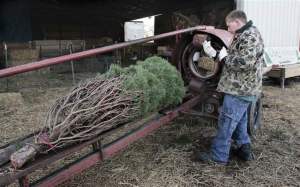christmas-trees-abundant-but-consumers-might-find-higher-price-tags-2